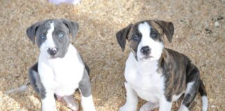 Most trainers don't recommend adopting littermates.