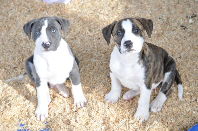 littermates Most trainers don't recommend adopting littermates.