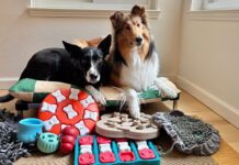 Toys and games are just one of many dog enrichment ideas that can keep a dog engaged and active.
