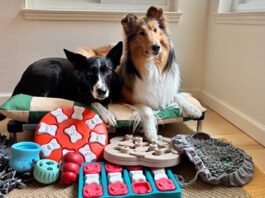 Toys and games are just one of many dog enrichment ideas that can keep a dog engaged and active.