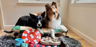 Toys and games are just one of many dog enrichment ideas that can keep a dog engaged and active.