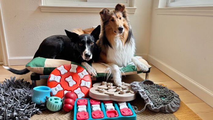 Enrichment1 Toys and games are just one of many dog enrichment ideas that can keep a dog engaged and active.