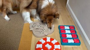 Dog enrichment ideas can include puzzle toys as well as treats and toys.