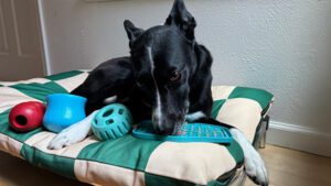 Lickable mats or lick toys are just one of many types of dog enrichment toys.