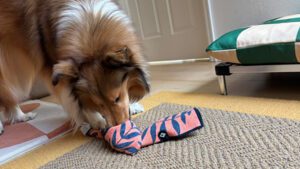 DIY enrichment toys are just one of many ways to enrich a dog's life.
