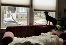 Is your dog suffering from separation anxiety or is it another form of distress.