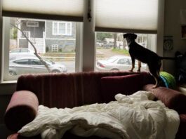 Is it Really Separation Anxiety? Is your dog suffering from separation anxiety or is it another form of distress.