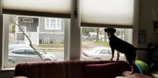 Is your dog suffering from separation anxiety or is it another form of distress.