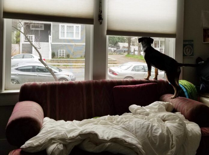 FOMO Is your dog suffering from separation anxiety or is it another form of distress.