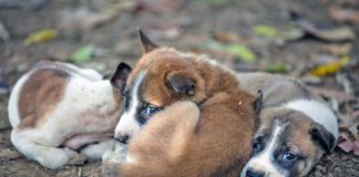 There is no plan b for dogs currently.