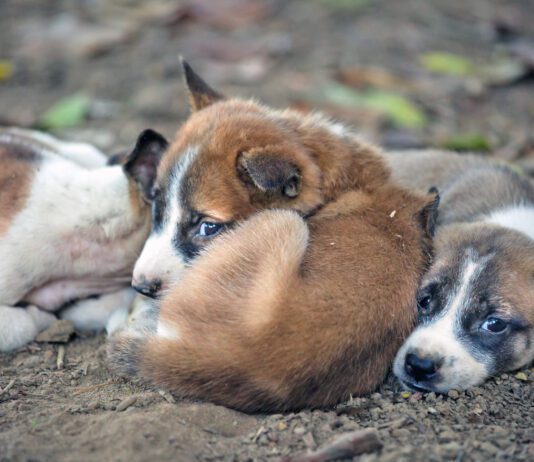 There is no plan b for dogs currently.