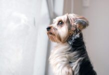 Your dog may be acting weird all of a sudden for health or other reasons that shouldn't be ignored.