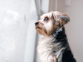 Your dog may be acting weird all of a sudden for health or other reasons that shouldn't be ignored.