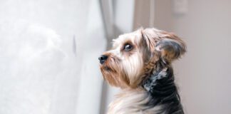 Your dog may be acting weird all of a sudden for health or other reasons that shouldn't be ignored.