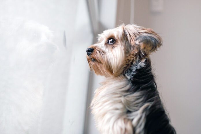 Dog looking out the window Your dog may be acting weird all of a sudden for health or other reasons that shouldn't be ignored.