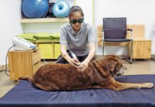 Cold laser therapy for dogs is a treatment for healing wounds faster and treating sore muscles.