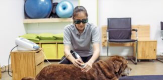 Cold laser therapy for dogs is a treatment for healing wounds faster and treating sore muscles.