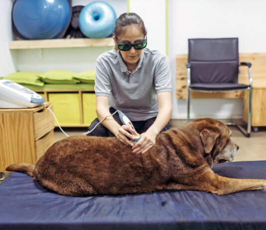 Cold laser therapy for dogs is a treatment for healing wounds faster and treating sore muscles.
