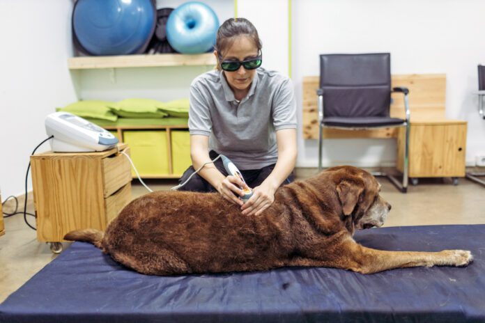 Cold laser therapy for dogs is a treatment for healing wounds faster and treating sore muscles.
