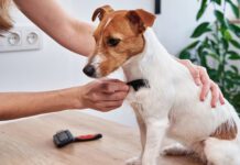 A dog with dry skin can be remedied by bathing less and brushing more frequently.