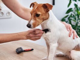 What Is a Good Remedy for a Dog with Dry Skin? A dog with dry skin can be remedied by bathing less and brushing more frequently.