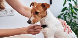 What Is a Good Remedy for a Dog with Dry Skin? A dog with dry skin can be remedied by bathing less and brushing more frequently.