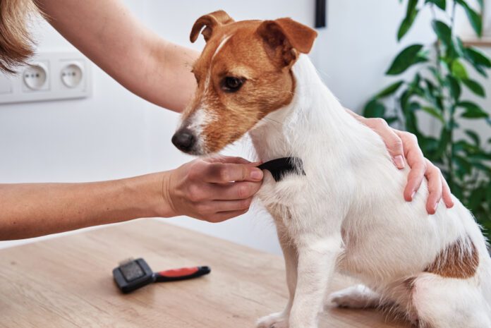 Woman brushing dog. Owner combing Jack Russell terrier. Pet care A dog with dry skin can be remedied by bathing less and brushing more frequently.