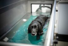 Hydrotherapy for Dogs Hydrotherapy for dogs can help them build strength while recovering from injuries or illness.