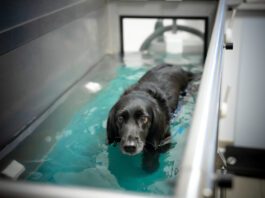 Hydrotherapy for dogs can help them build strength while recovering from injuries or illness.