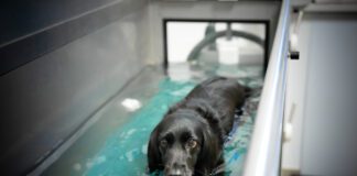 Hydrotherapy for dogs can help them build strength while recovering from injuries or illness.
