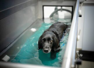 Hydrotherapy for dogs can help them build strength while recovering from injuries or illness.