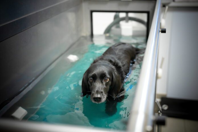 Hydrotherapy for dogs can help them build strength while recovering from injuries or illness.