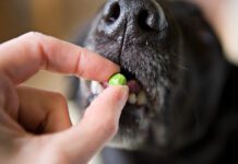 Pea free dog food is not a requirement for most dogs as they can ingest pea protein without issue.