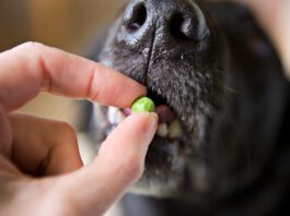 Pea free dog food is not a requirement for most dogs as they can ingest pea protein without issue.