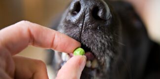 Pea free dog food is not a requirement for most dogs as they can ingest pea protein without issue.