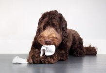 When your dog eats a sock or foreign object it can be a medical emergency.