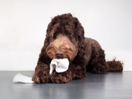 When your dog eats a sock or foreign object it can be a medical emergency.