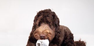 When your dog eats a sock or foreign object it can be a medical emergency.