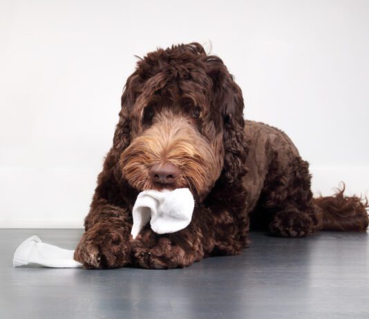 When your dog eats a sock or foreign object it can be a medical emergency.