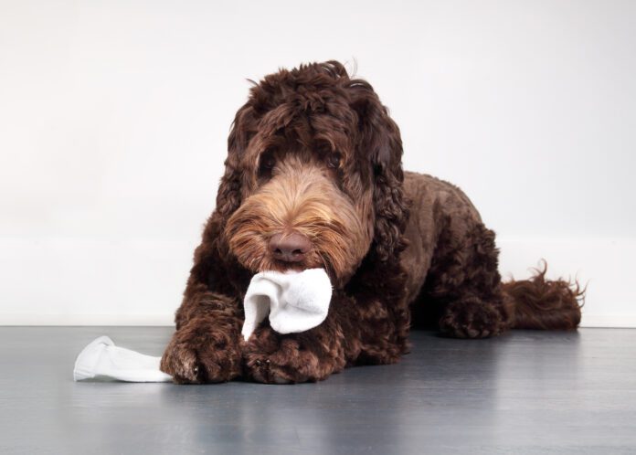 Cute dog with sock in mouth and between paws. When your dog eats a sock or foreign object it can be a medical emergency.
