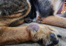 Dog Skin Cancer Dog skin cancer can manifest as more than just a black spot with any lump or bump needing investigation.