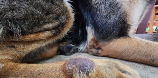 Dog skin cancer can manifest as more than just a black spot with any lump or bump needing investigation.