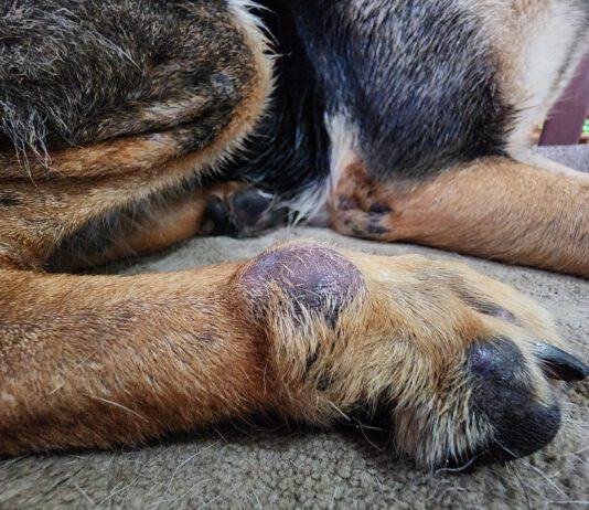 Dog Skin Cancer Dog skin cancer can manifest as more than just a black spot with any lump or bump needing investigation.