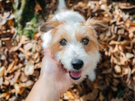 Dog winks and blinks can be used to communicate with your dog.