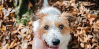 Dog winks and blinks can be used to communicate with your dog.