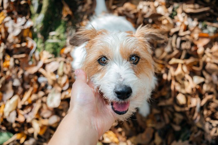 The unrecognizable owner caresses his jack russell terrier dog on a walk in the autumn forest Dog winks and blinks can be used to communicate with your dog.