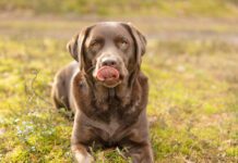 A dogs dry cracked nose can indicate a problem or it might be nothing.