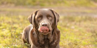 A dogs dry cracked nose can indicate a problem or it might be nothing.