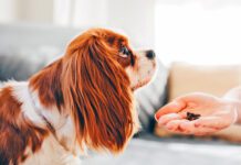 The Best Healthy Dog Treats The best healthy dog treats balance reward and nutrition.