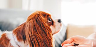 The best healthy dog treats balance reward and nutrition.